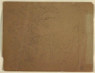 Dessin, arbres, île de Grand Manan, Canada, 1851