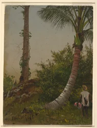 Dessin, arbres en Jamaïque, Antilles, 1865