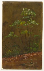 Dessin, "Arbre à trompettes", mai 1865