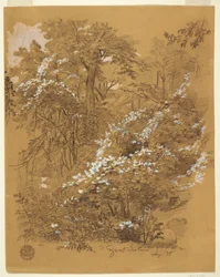 Dessin, scène de forêt, île Goat, rivière Niagara, New York, septembre 1858