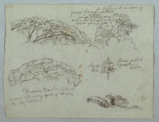 Cinq études de cimes d