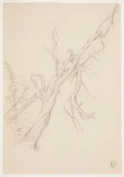 Arbre mort noueux