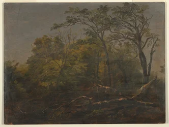 Bois du Maine