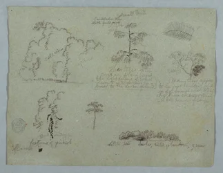 Études de la nature incluant un arbre candélabre avec un paresseux, Rio Magdalena, Colombie
