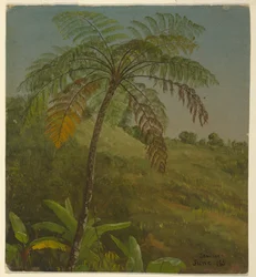 Palmier, Jamaïque
