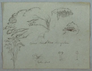 Études de la rivière Magdalena, Colombie : Cimes des arbres, oiseau blanc volant, vignes et trois plantes à fleurs