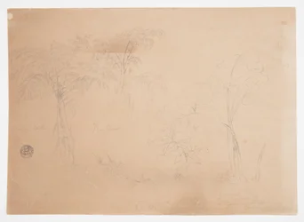 Étude de deux arbres et trois plantes, près de Jorje, Équateur