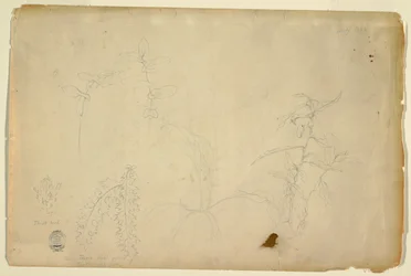 Épines et chardons