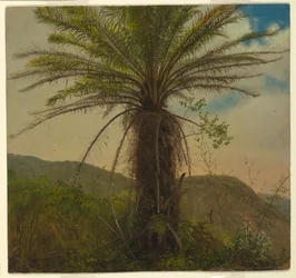 Fougère arborescente, Jamaïque