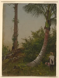Arbres en Jamaïque, Antilles