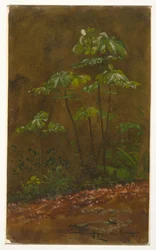 Arbre à trompette, Jamaïque