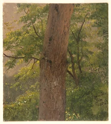 Étude de forêt, Jamaïque