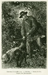 Un chercheur de truffes. Gravure par Lix pour illustrer l