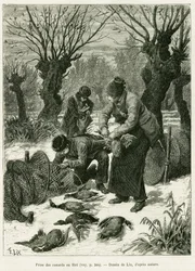 Capture des canards au filet. Gravure par Lix, pour illustrer l
