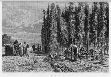 Cueillette du houblon. Gravure pour illustrer l