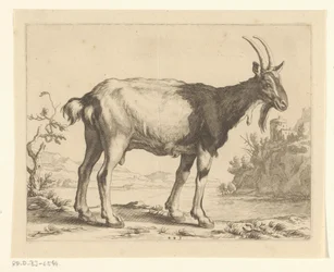 Chèvre