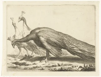 Paons; Le livre de dessins d