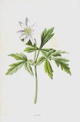 Anémone (chromolithographie)