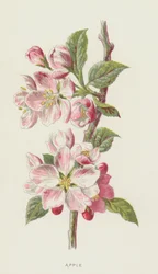 Pomme