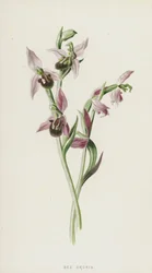Ophrys abeille