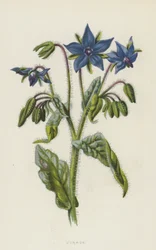 Bourrache