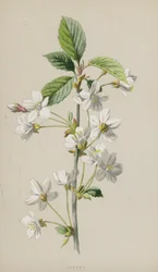 Cerisier
