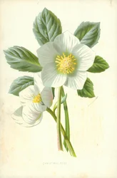 Rose de Noël