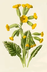 Primevère