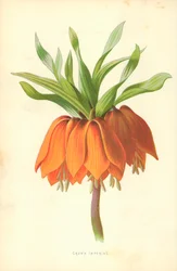 Couronne impériale