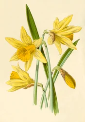 Jonquille, 1877