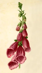 Digitale, 1877