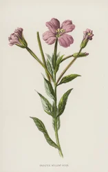 Épilobe en épi