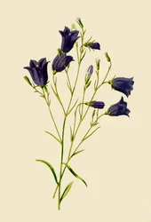 Campanule, 1877