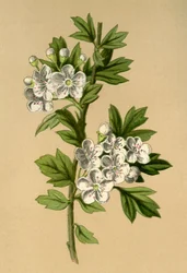Aubépine, 1877