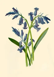 Jacinthe