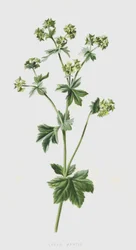 Alchémille