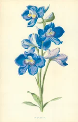 Delphinium