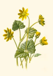 Renoncule, 1877