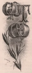 Lettre T, lettrine, gravure par Frederick Edward Hulme de The familiar Garden Flower, vers 1880