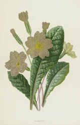 Primevère
