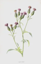 Serratule (chromolithographie)