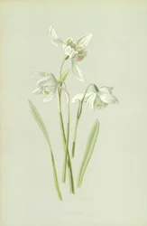 Perce-neige