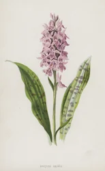 Orchis tacheté