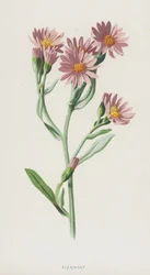 Aster