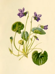 Violette douce, 1877