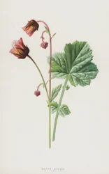 Benoîte des ruisseaux