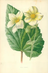 Bégonia blanc