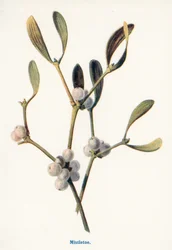 Fruits sauvages de la campagne : Gui (lithographie couleur)