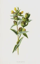 Cocriste jaune