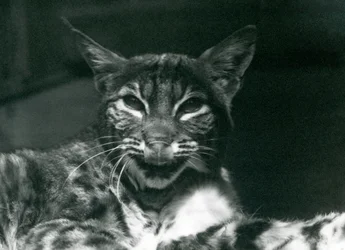 Un bébé lynx-bobcat se léchant les lèvres, Zoo de Londres, juin 1925